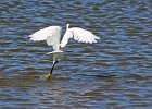 Reier op jagtog5  Kleinwitreier - Little Egret : frieda